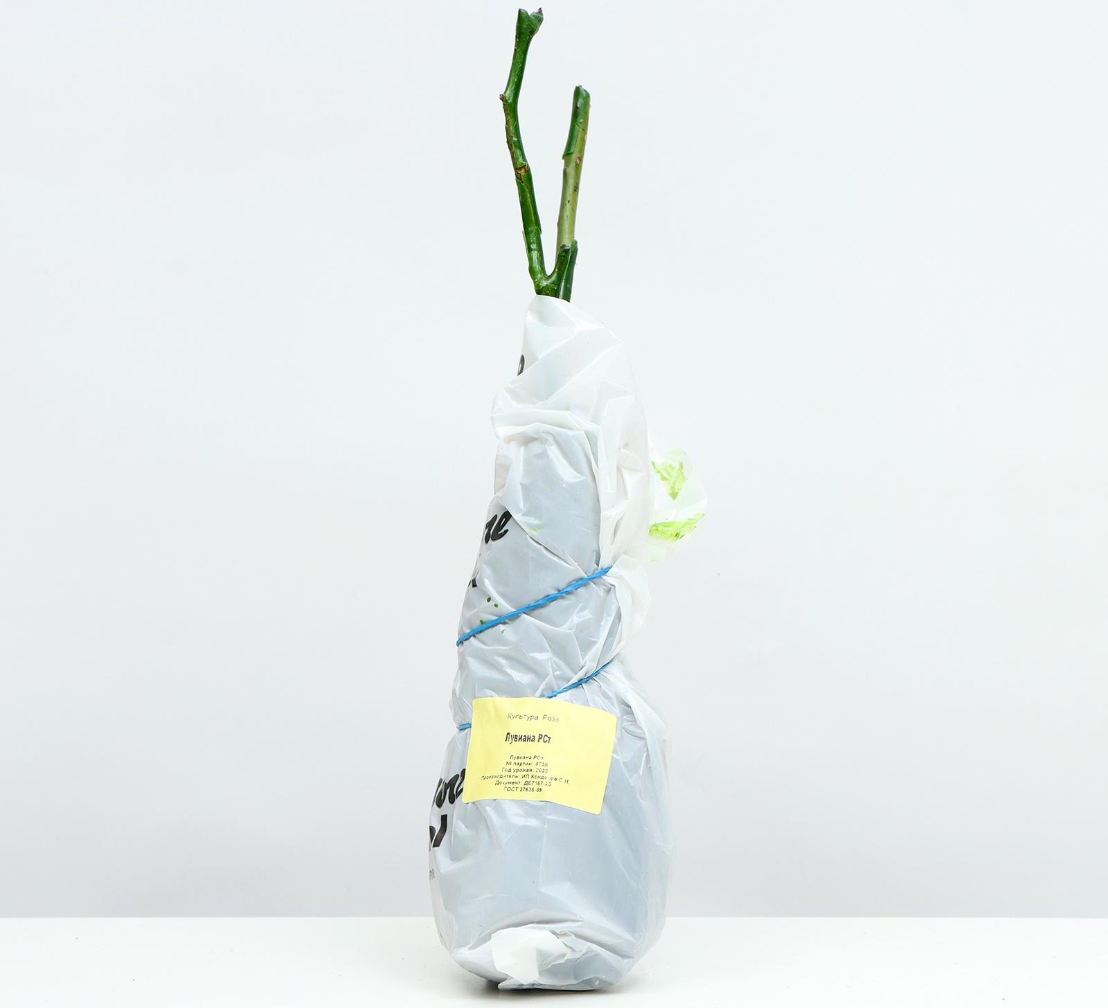 Саженец Розы Спрей 