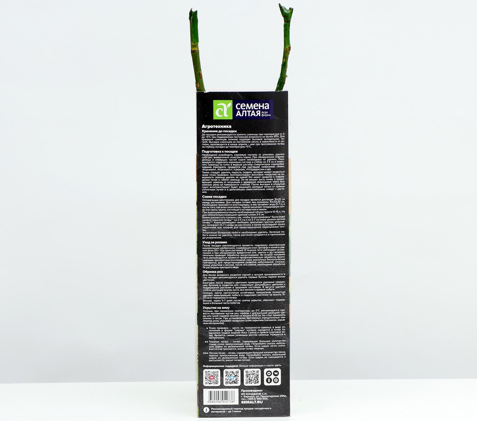 Саженец Розы Спрей 