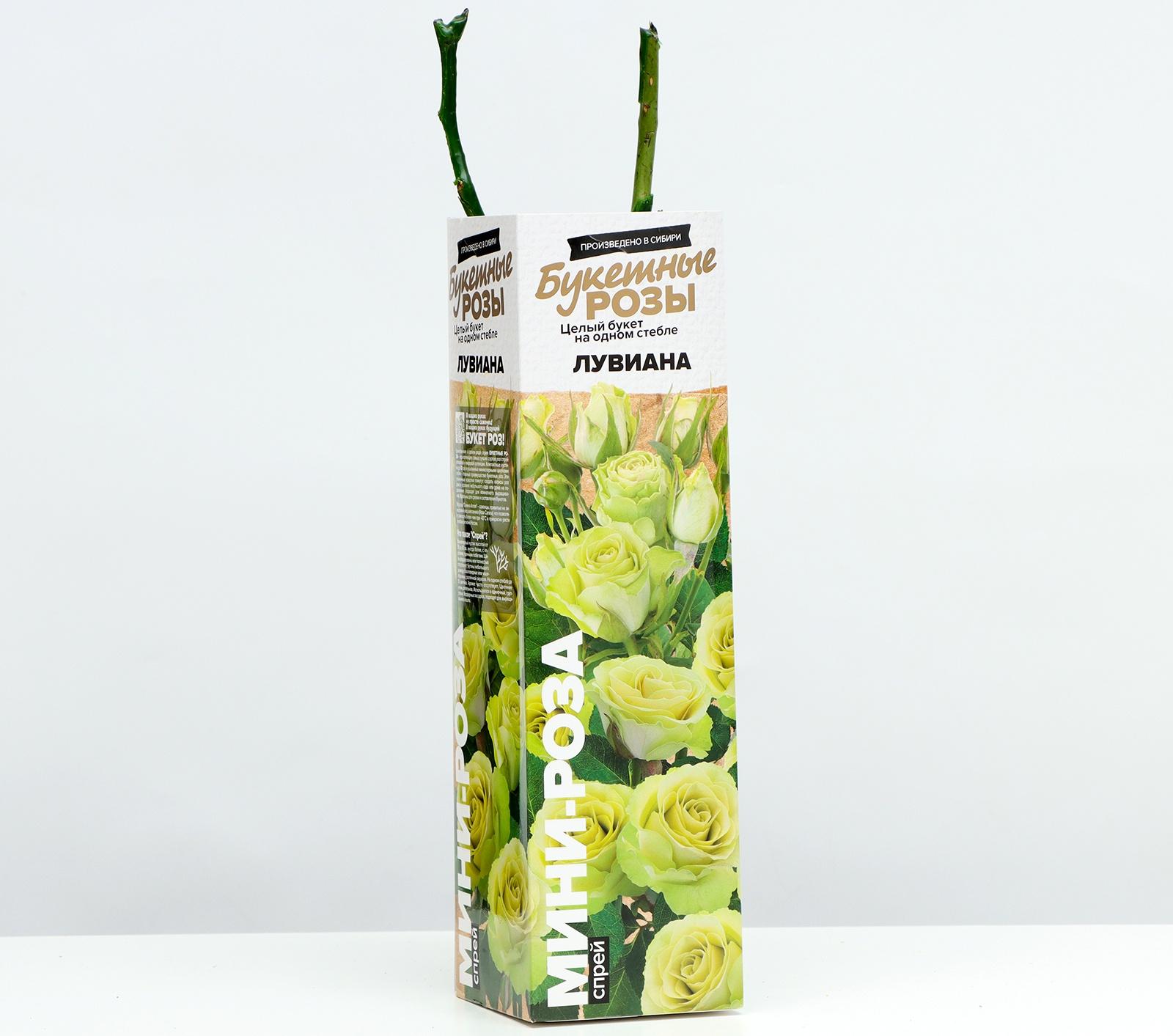 Саженец Розы Спрей 