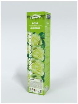 Саженец Розы Спрей 