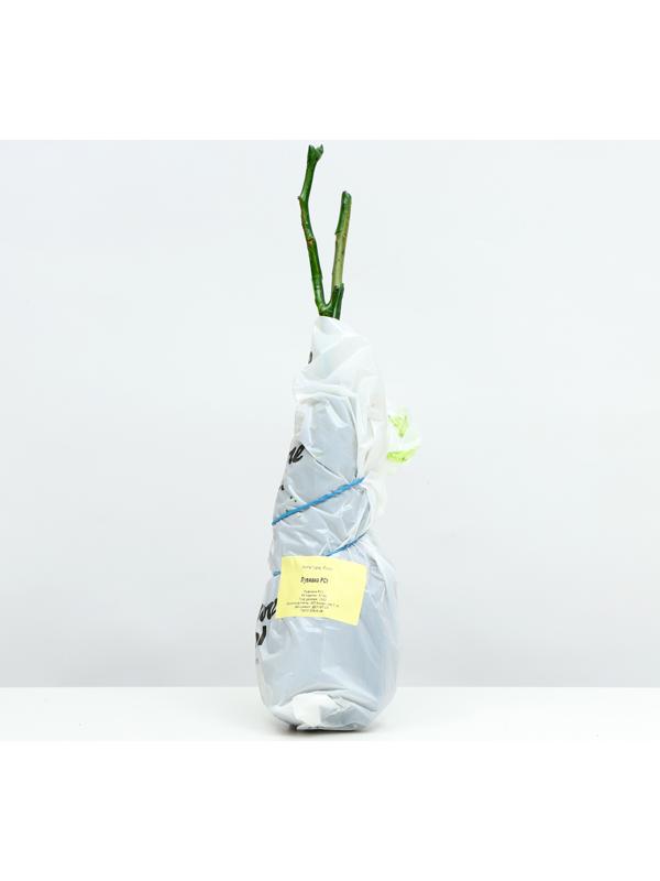 Саженец Розы Спрей 