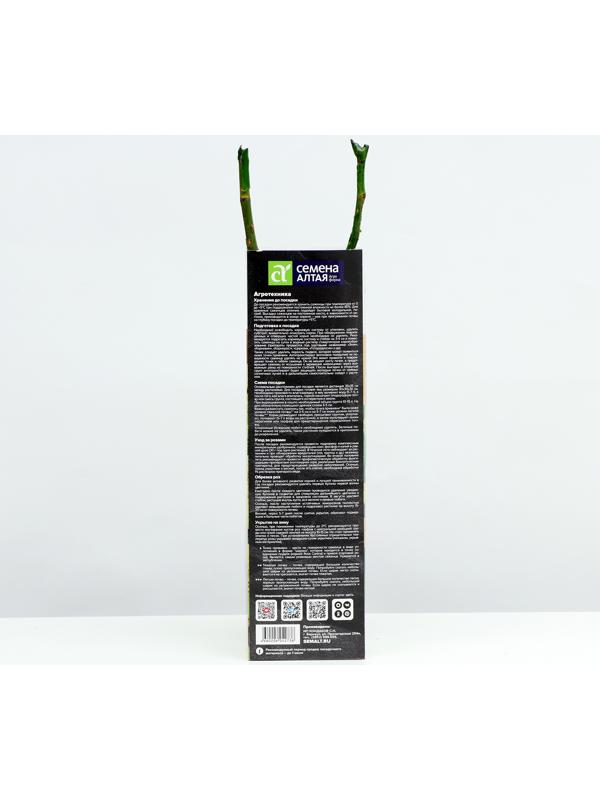 Саженец Розы Спрей 