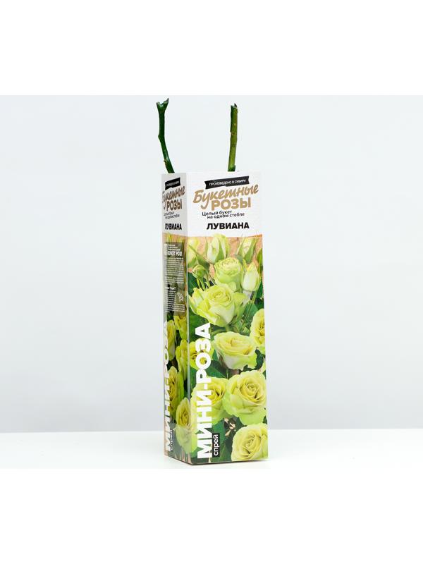 Саженец Розы Спрей 