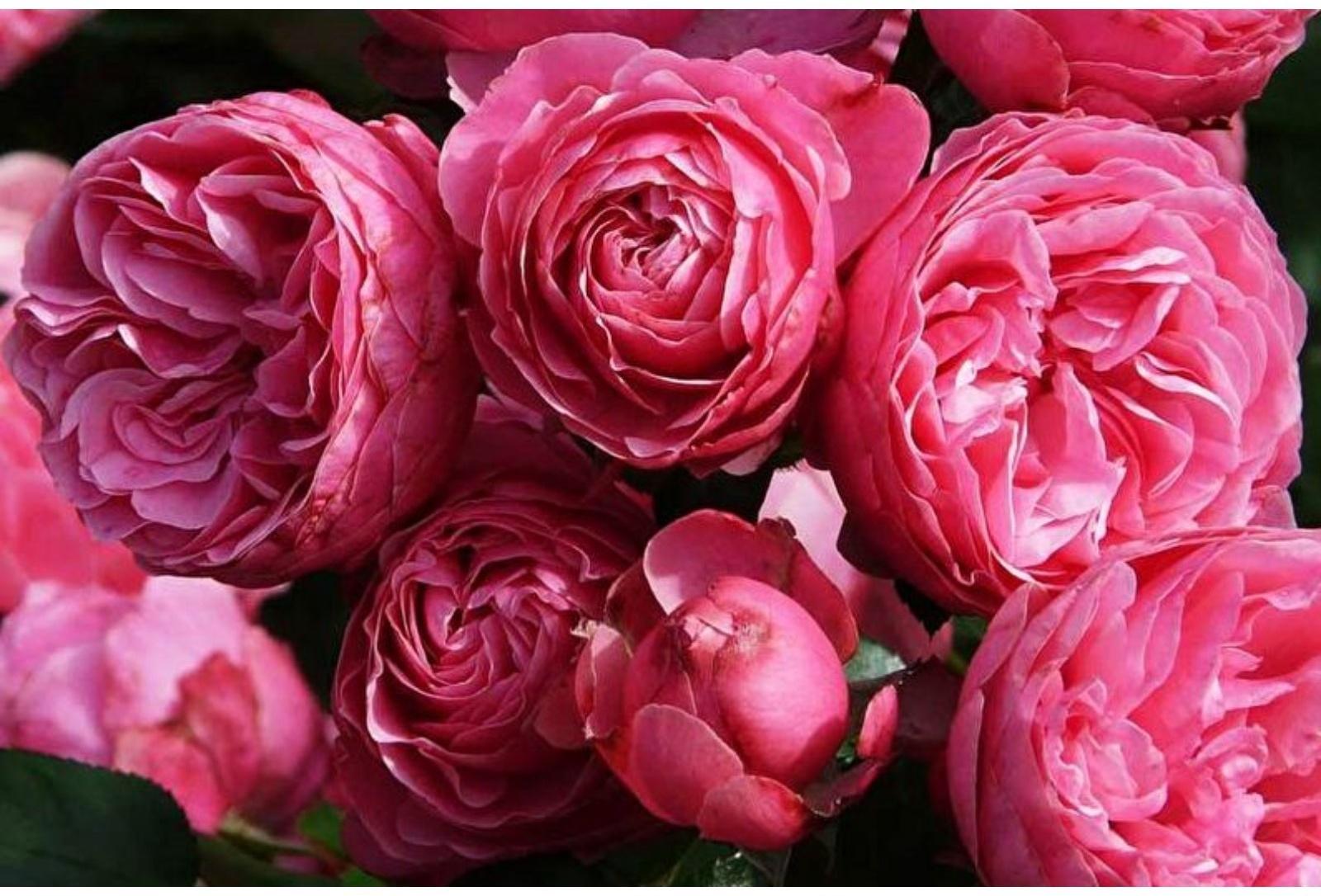 Саженец Розы Флорибунда 