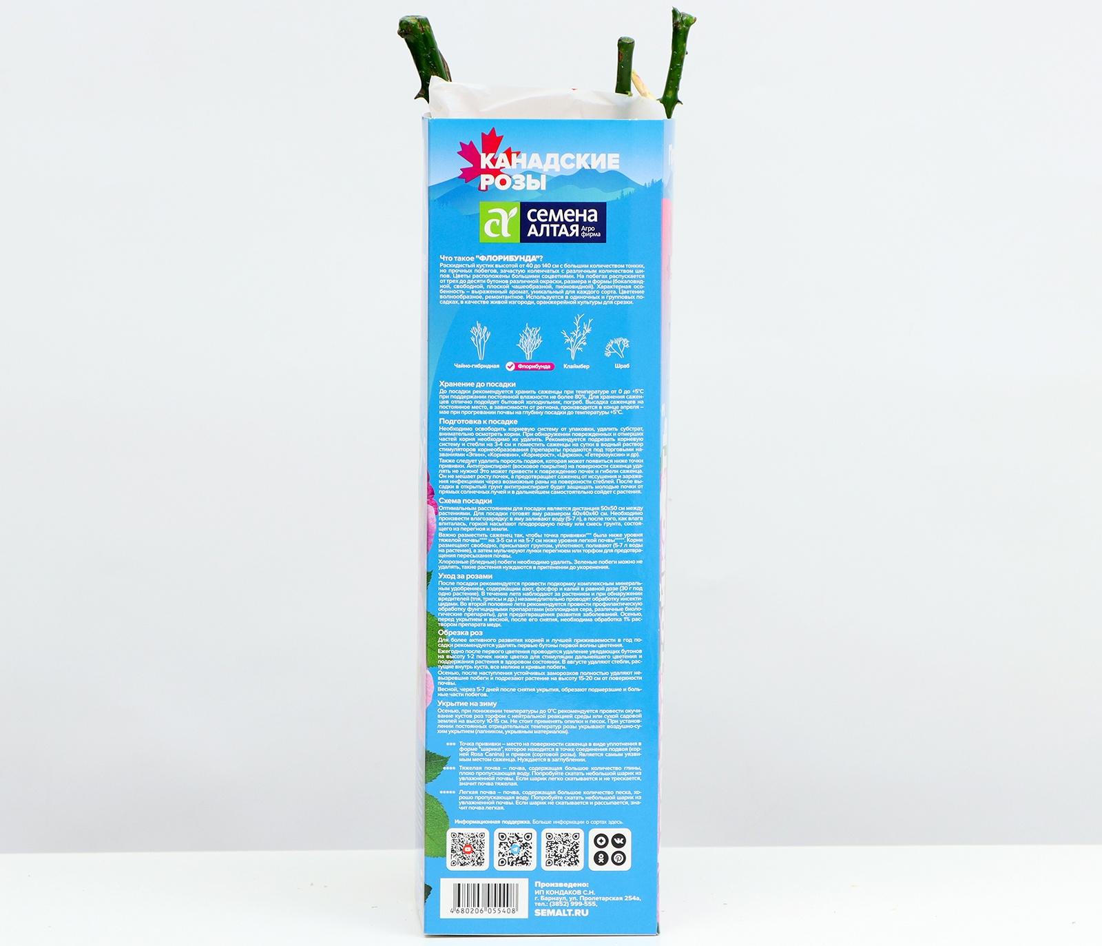 Саженец Розы Флорибунда 