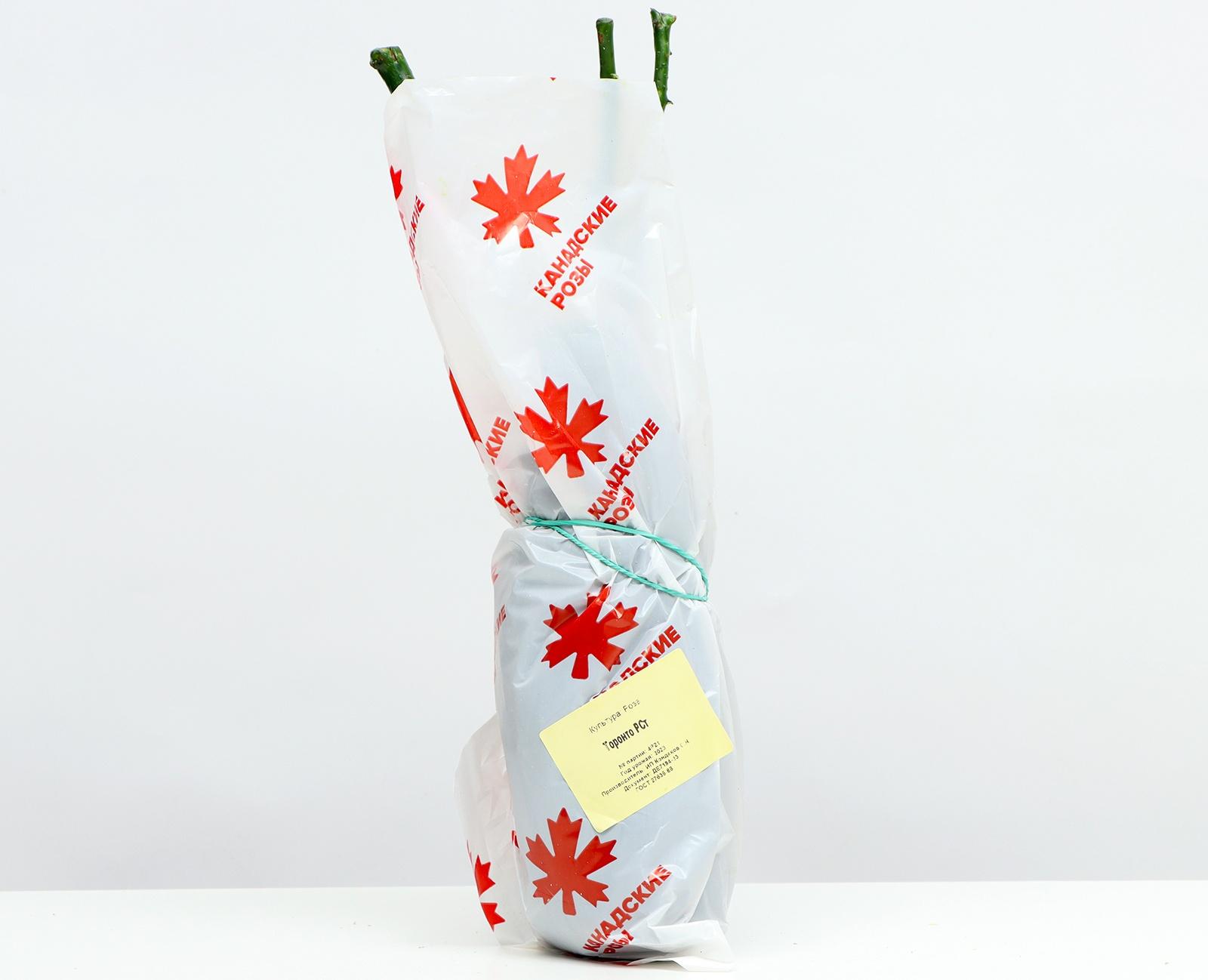 Саженец Розы Флорибунда 