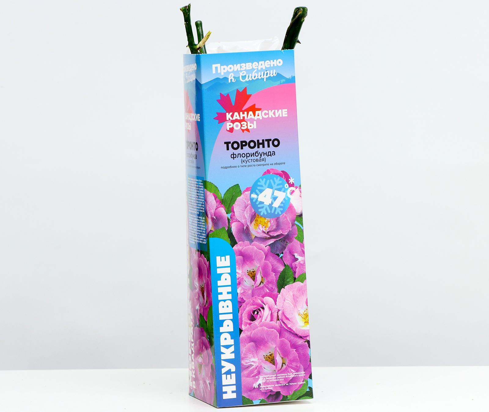 Саженец Розы Флорибунда 