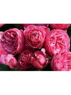 Саженец Розы Флорибунда 