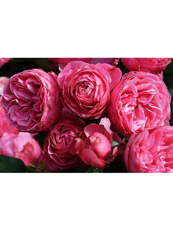 Саженец Розы Флорибунда 