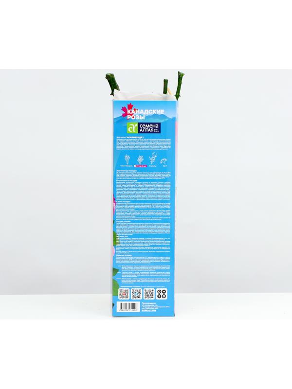 Саженец Розы Флорибунда 