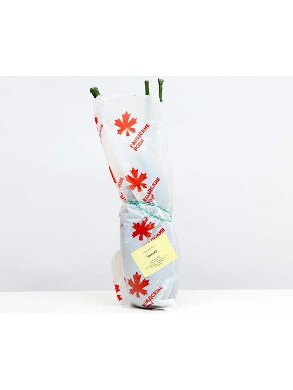 Саженец Розы Флорибунда 