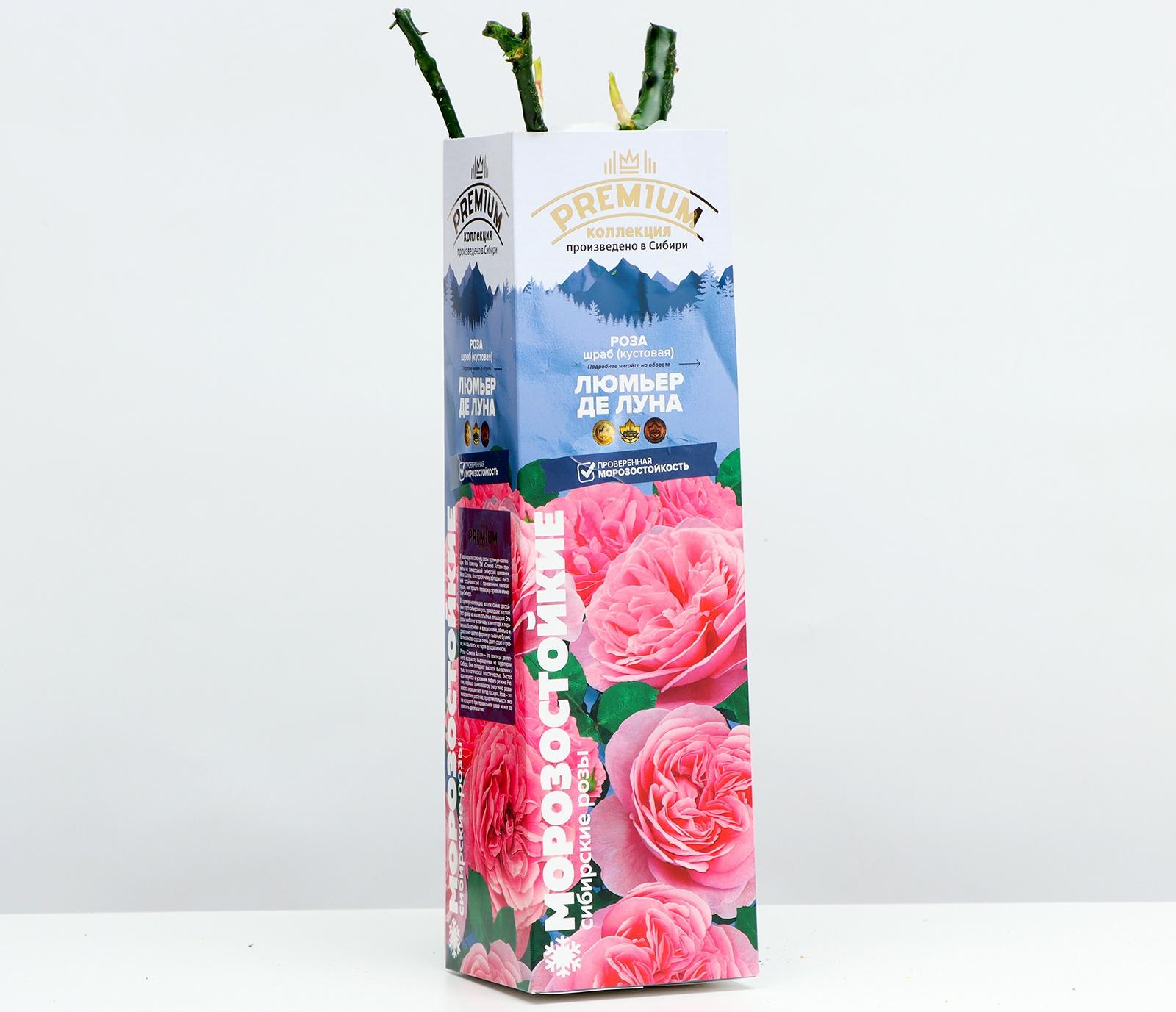 Саженец Розы Шраб 