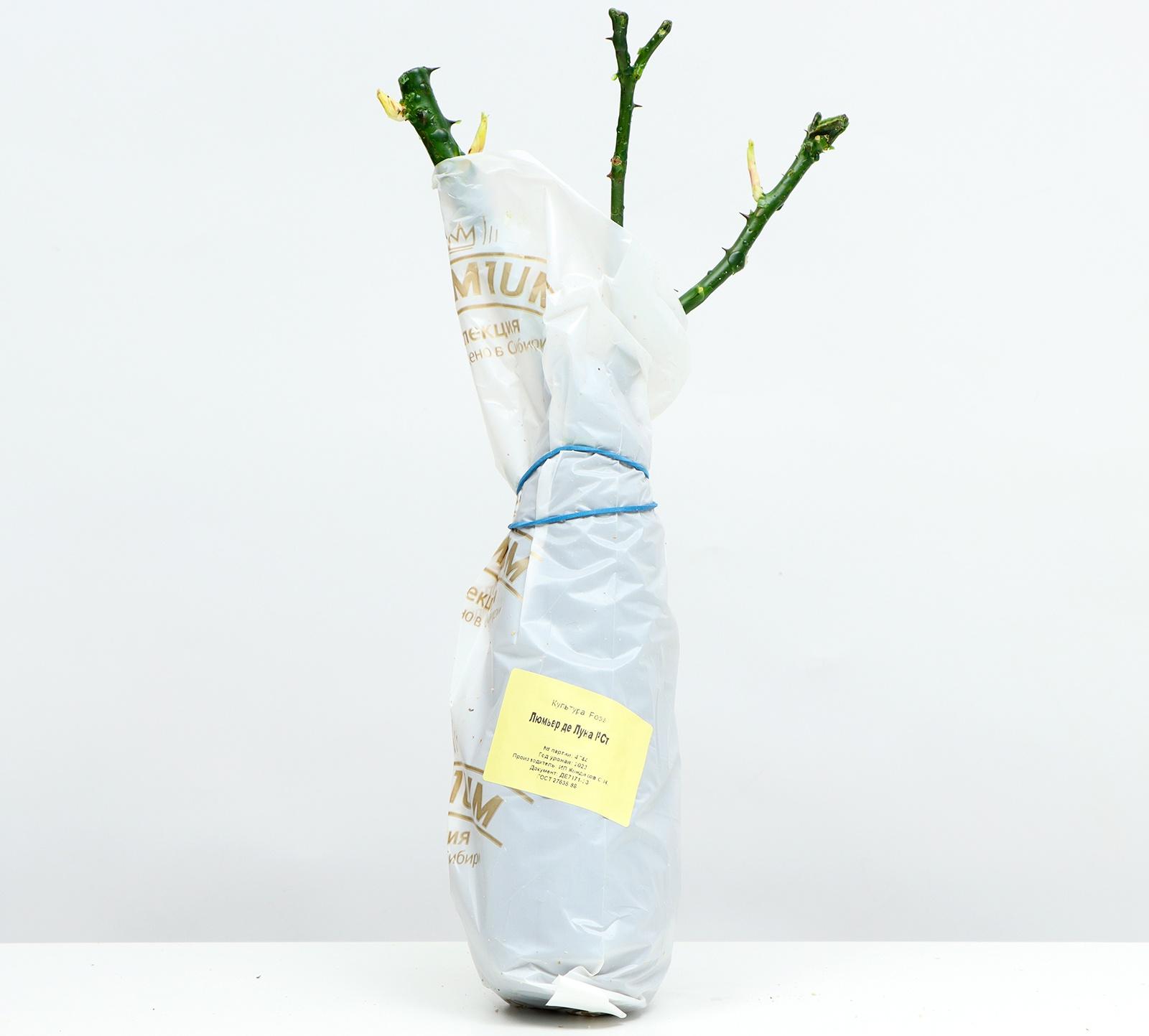 Саженец Розы Шраб 