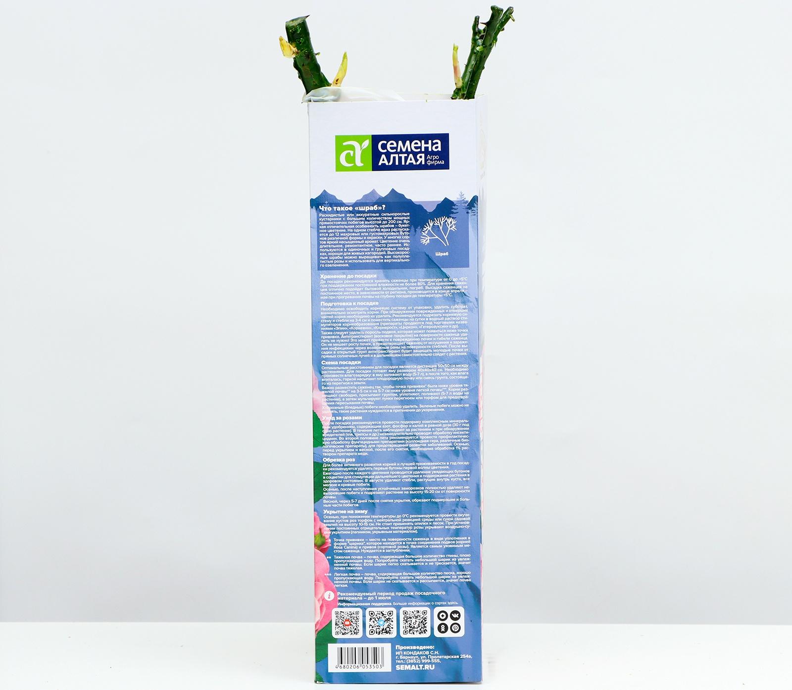 Саженец Розы Шраб 