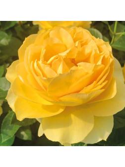 Саженец Розы Шраб 