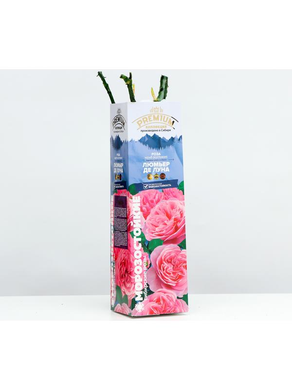 Саженец Розы Шраб 