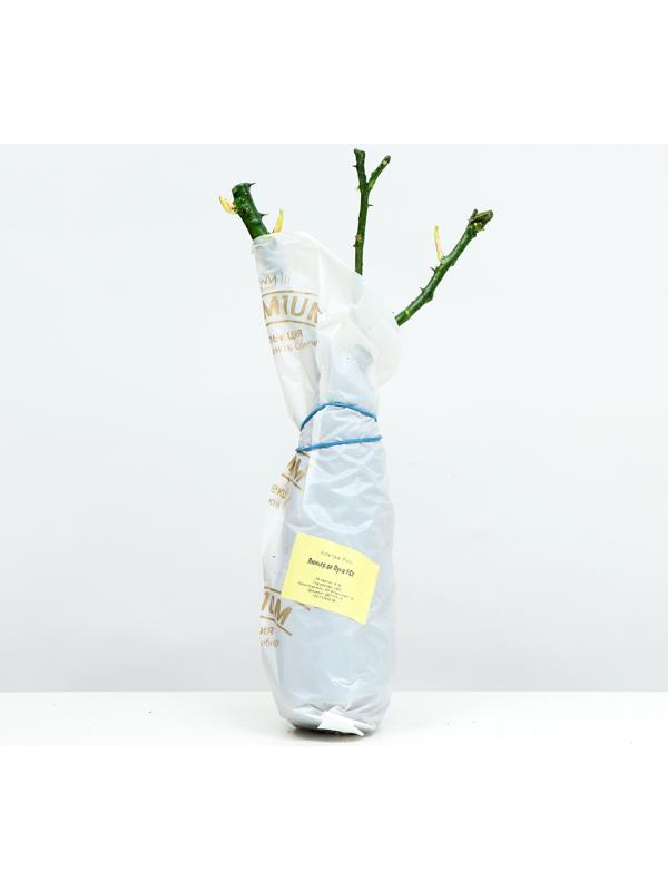 Саженец Розы Шраб 