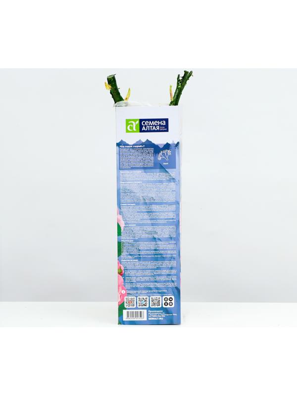 Саженец Розы Шраб 