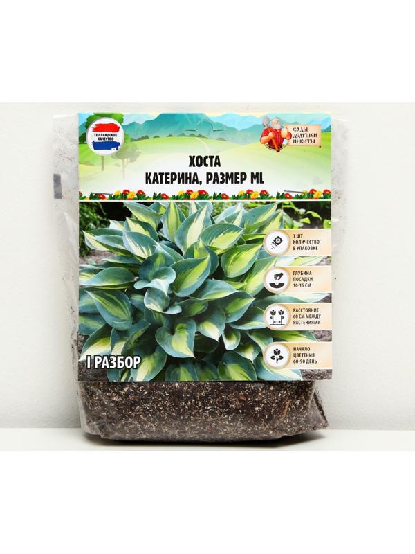 Хоста 