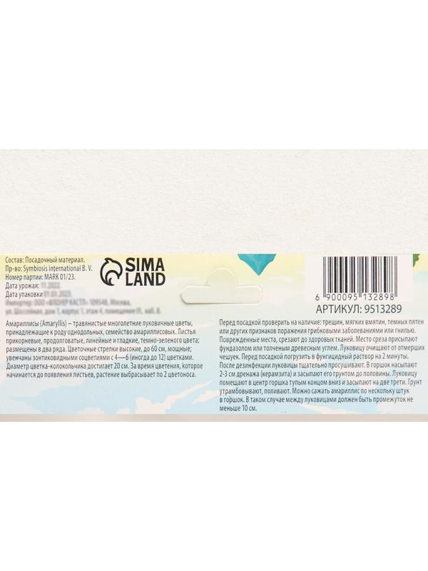 Амариллис 