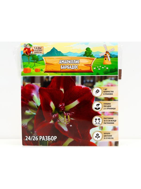 Амариллис 