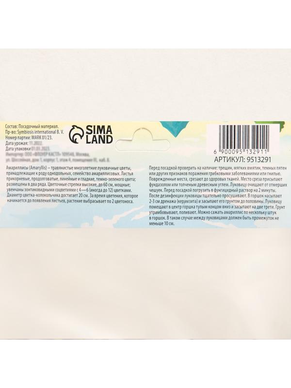 Амариллис 