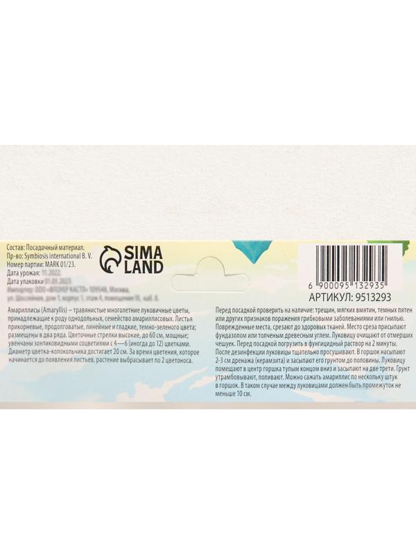 Амариллис 