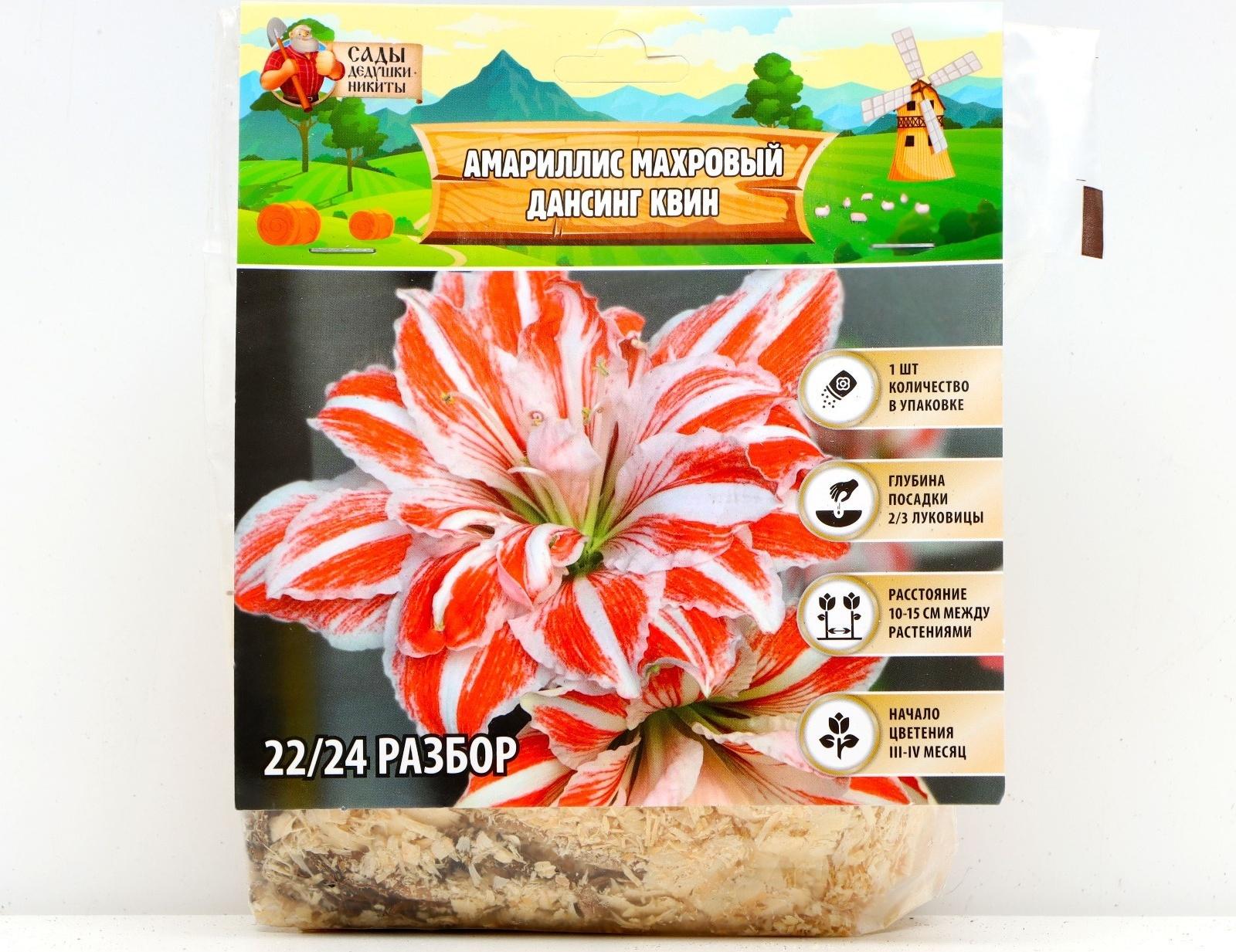 Амариллис Махровый 