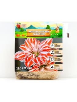 Амариллис Махровый 