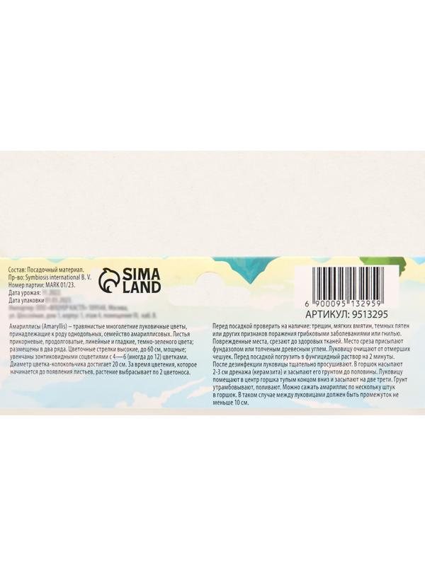 Амариллис Махровый 