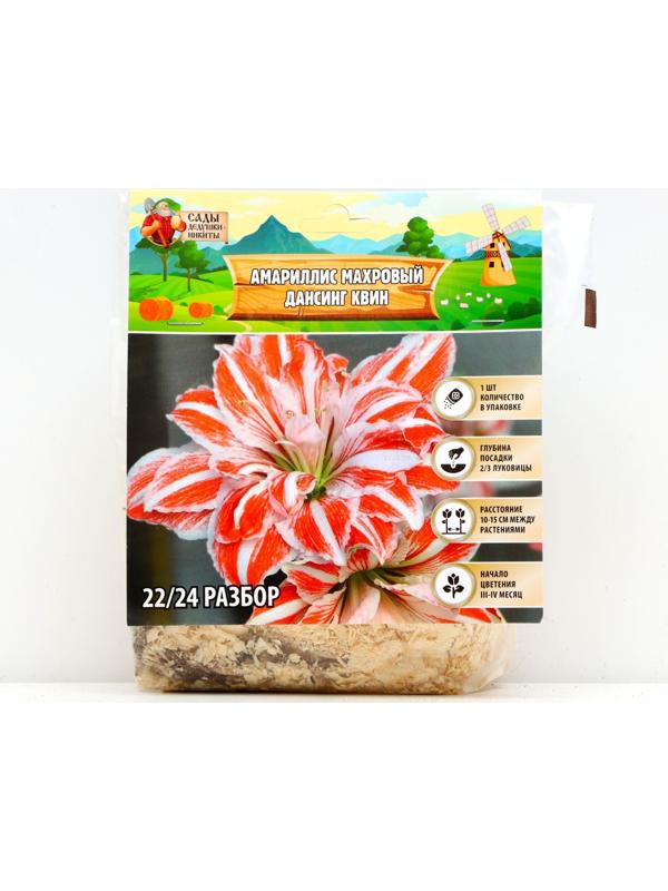 Амариллис Махровый 