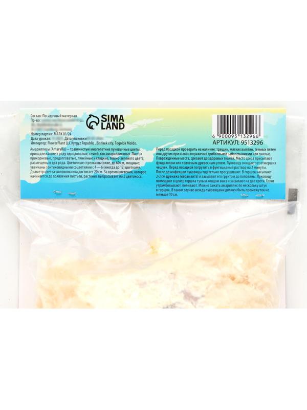 Амариллис Махровый 