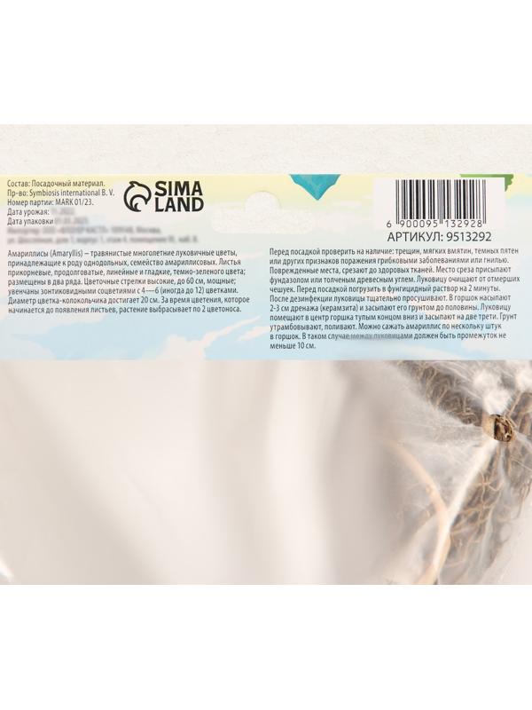 Амариллис Махровый 