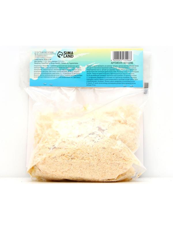 Амариллис Махровый 