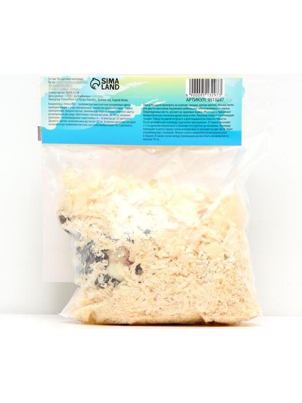 Амариллис Махровый 