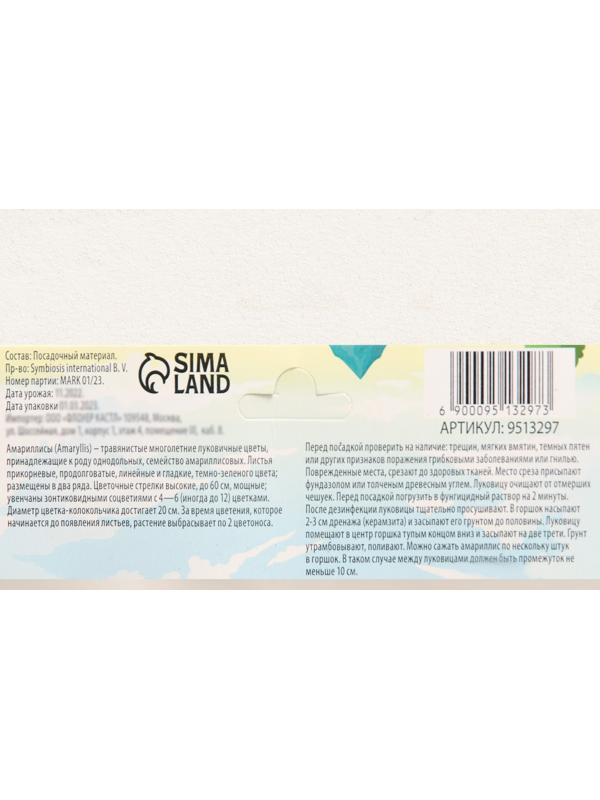 Амариллис Махровый 