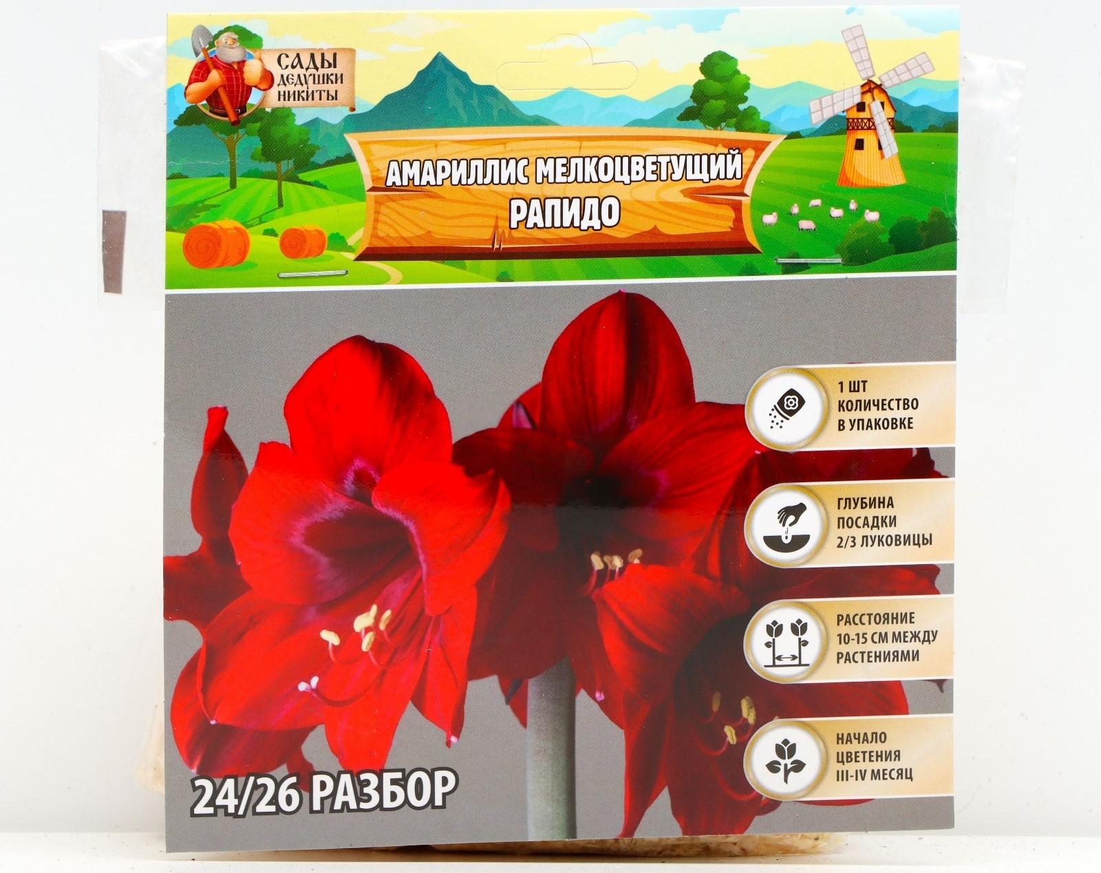 Амариллис Мелкоцветущий 