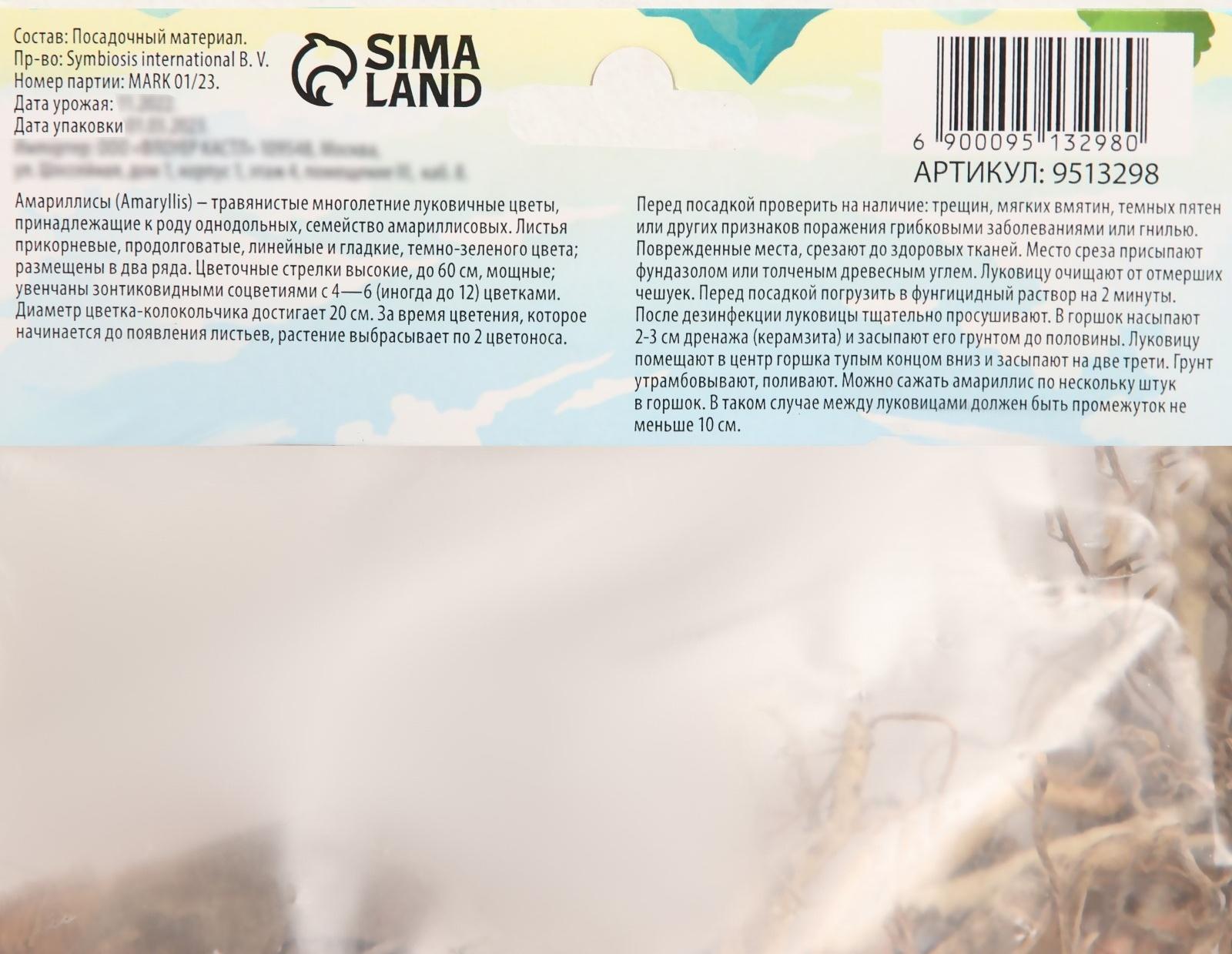 Амариллис Мелкоцветущий 