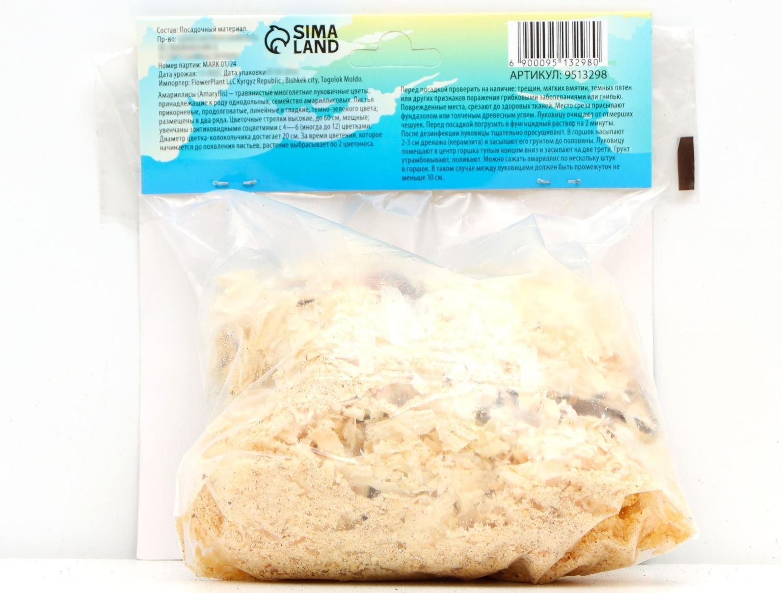 Амариллис Мелкоцветущий 