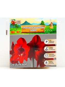 Амариллис Мелкоцветущий 