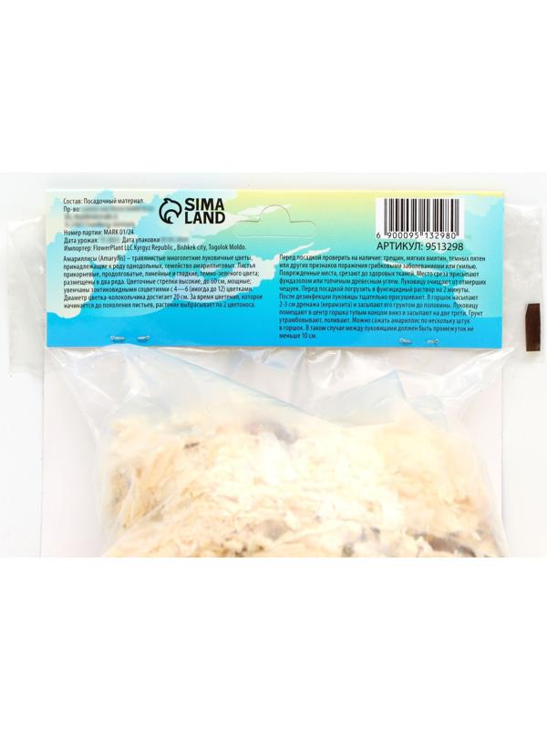 Амариллис Мелкоцветущий 