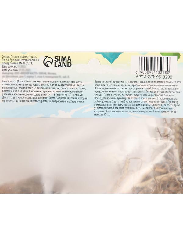 Амариллис Мелкоцветущий 