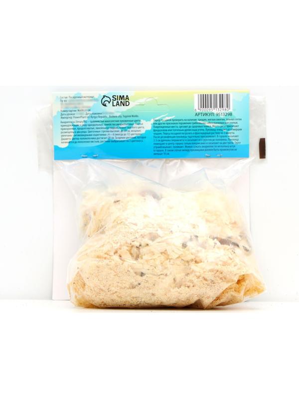 Амариллис Мелкоцветущий 