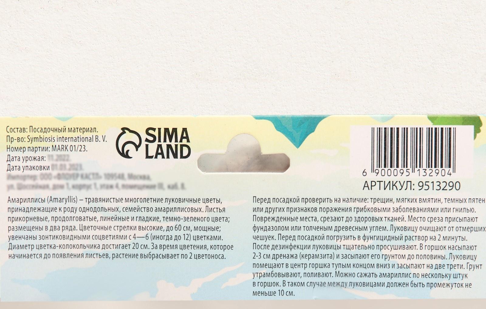 Амариллис Мелкоцветущий 