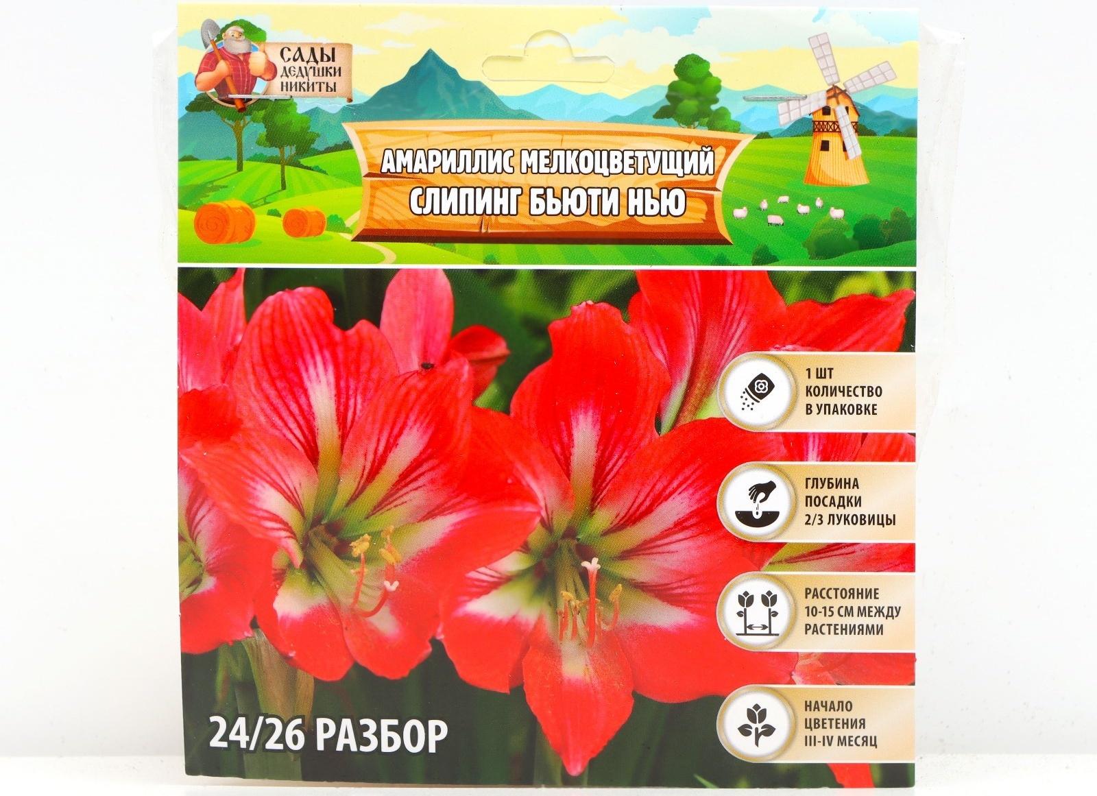 Амариллис Мелкоцветущий 