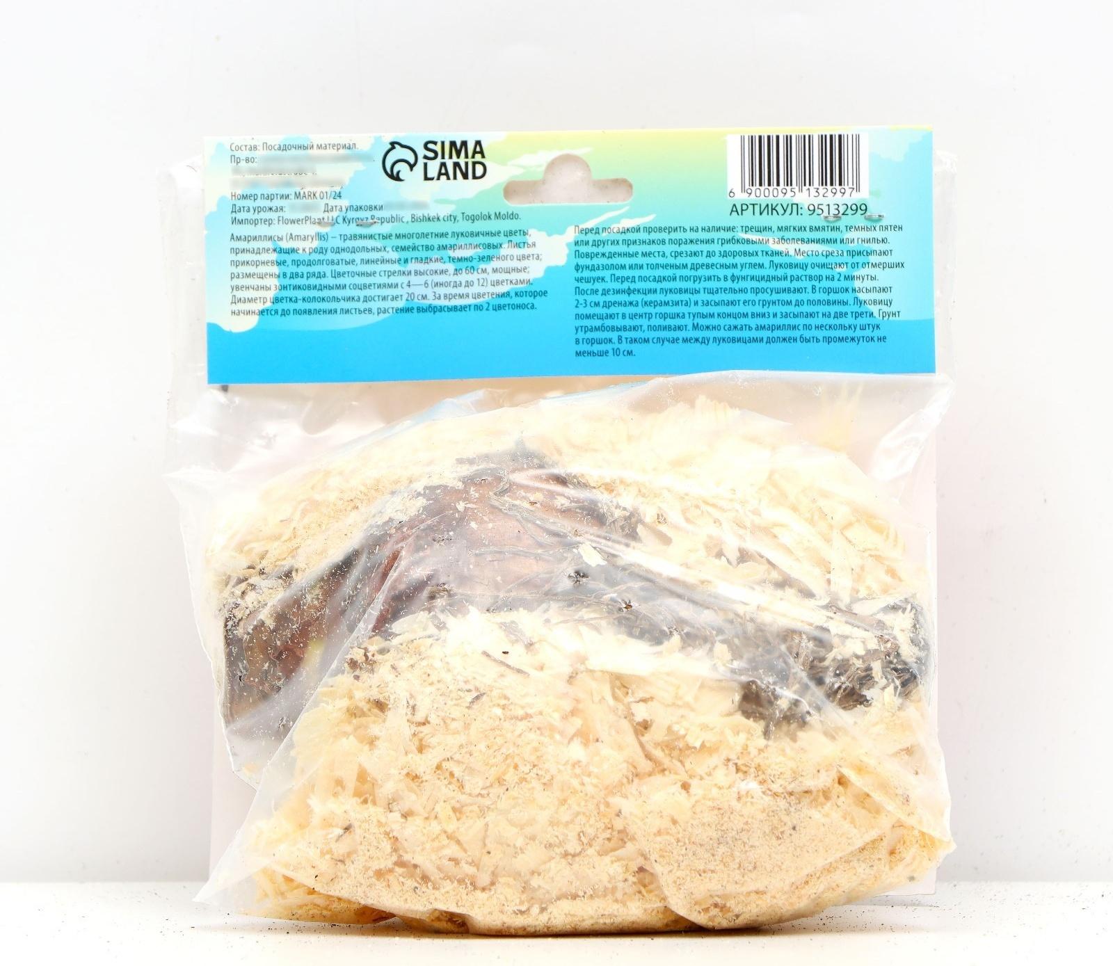 Амариллис Мелкоцветущий 