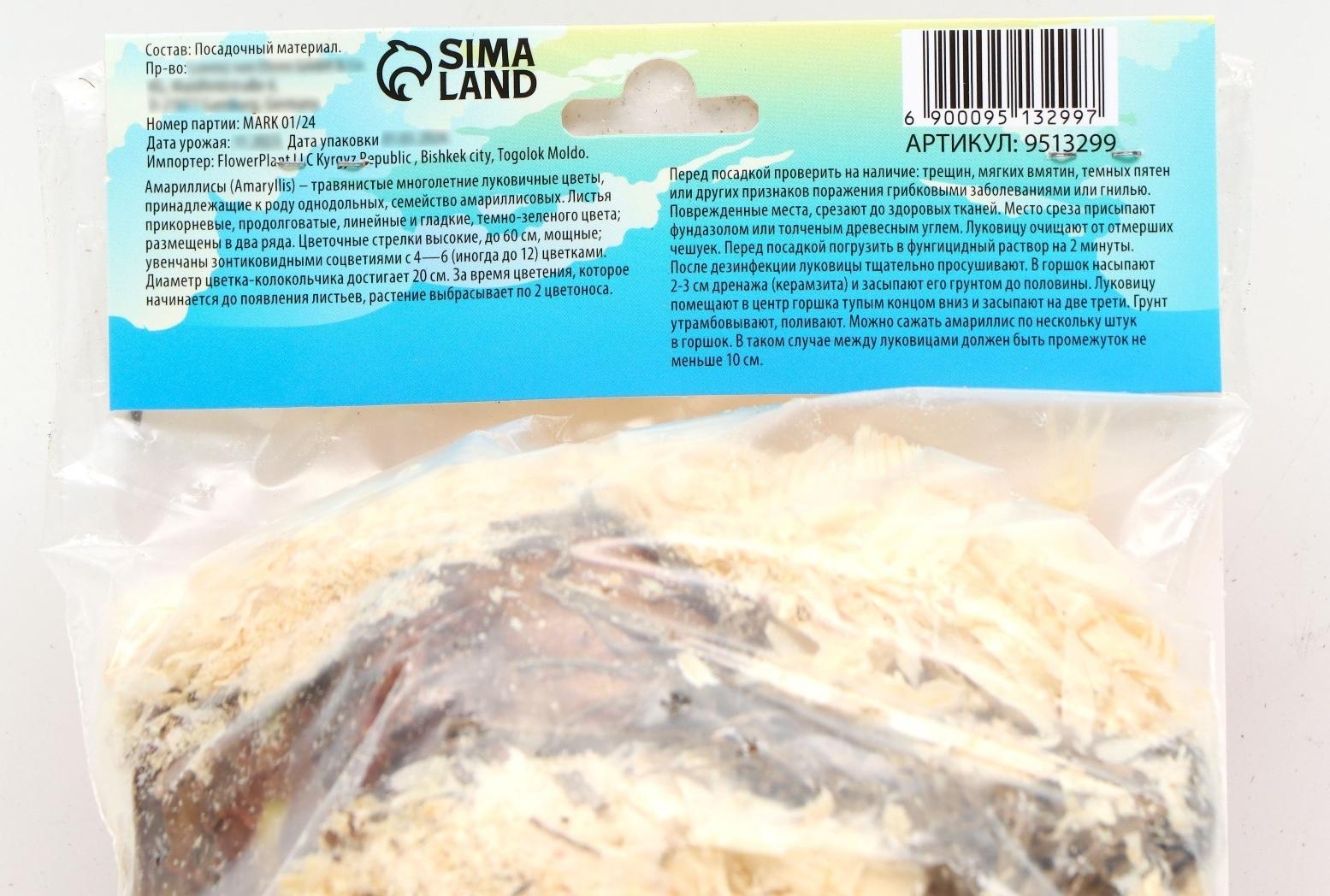 Амариллис Мелкоцветущий 