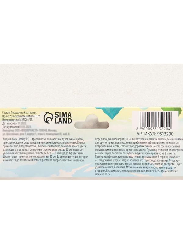 Амариллис Мелкоцветущий 