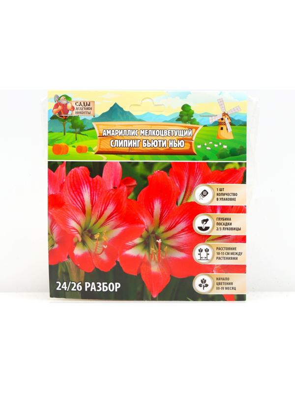 Амариллис Мелкоцветущий 
