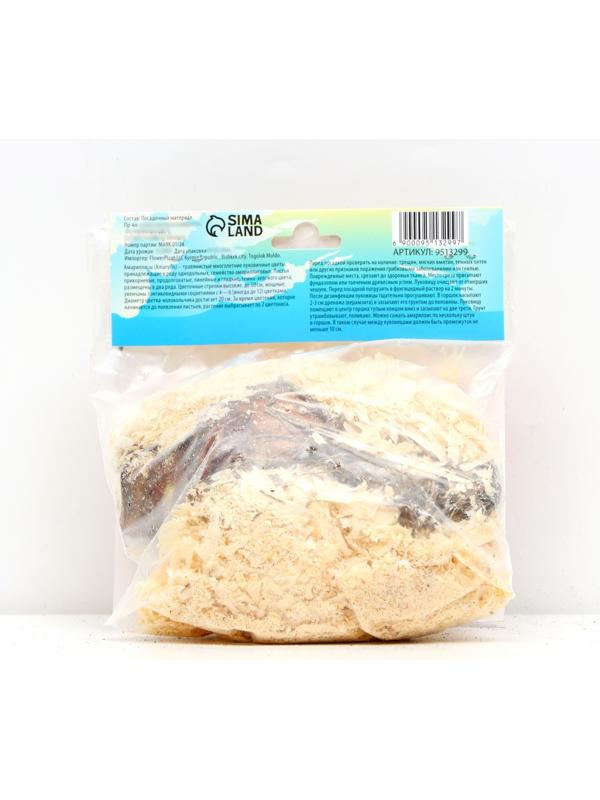 Амариллис Мелкоцветущий 